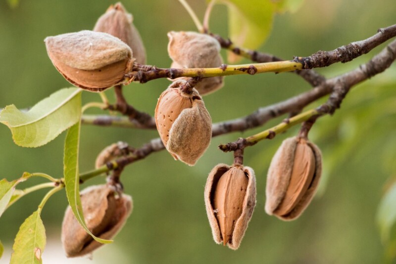 Almond Farming